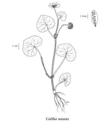 E-Flora BC: Electronic Atlas of the Flora of BC