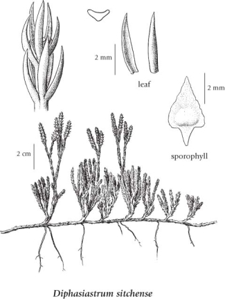 E-flora Bc: Electronic Atlas Of The Flora Of Bc