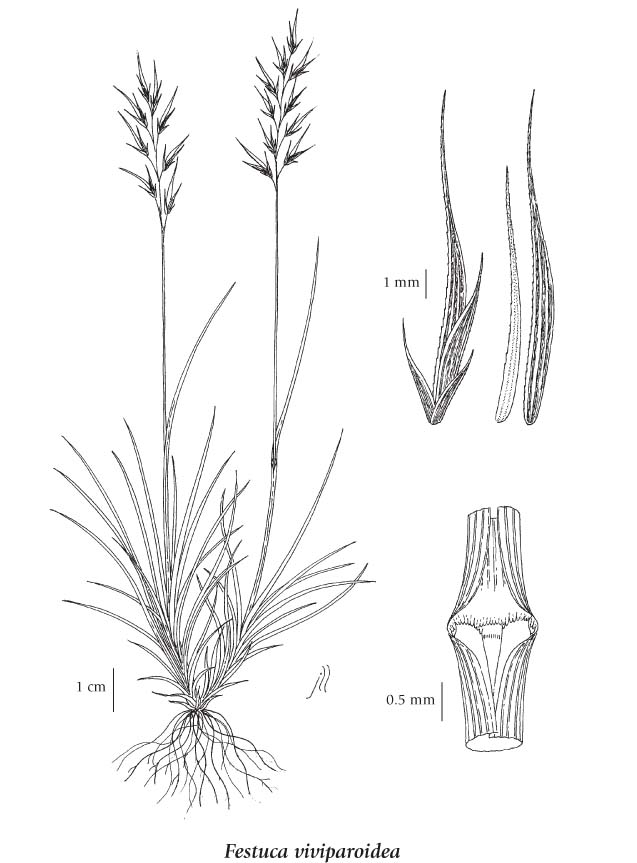 E-Flora BC: Electronic Atlas of the Flora of BC