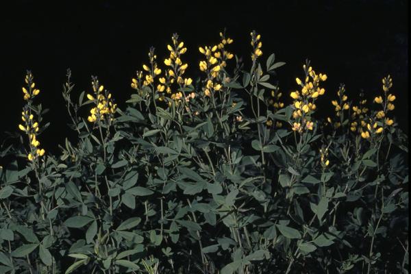 Photo of Thermopsis rhombifolia by Jim Riley