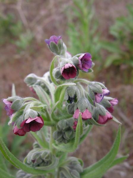 Photo of Cynoglossum officinale by 3CDSG DND