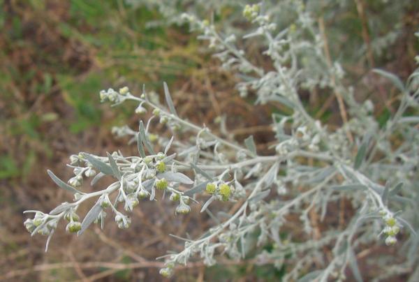 Photo of Artemisia absinthium by 3CDSG DND