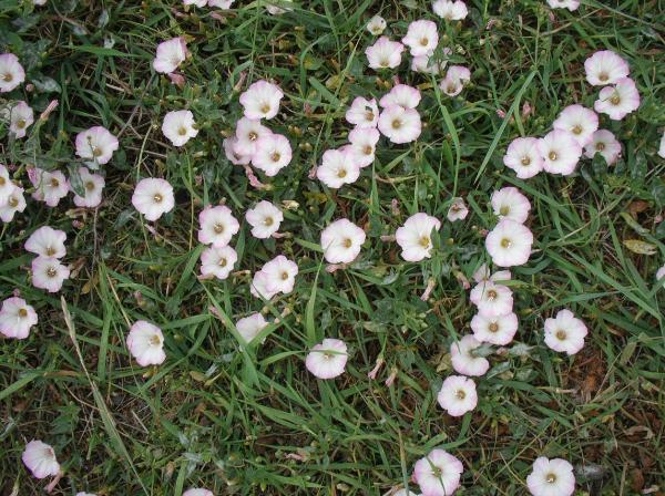 Photo of Convolvulus arvensis by 3CDSG DND