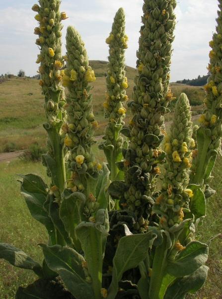 Photo of Verbascum thapsus by 3CDSG DND