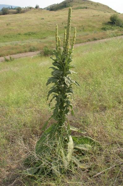 Photo of Verbascum thapsus by 3CDSG DND