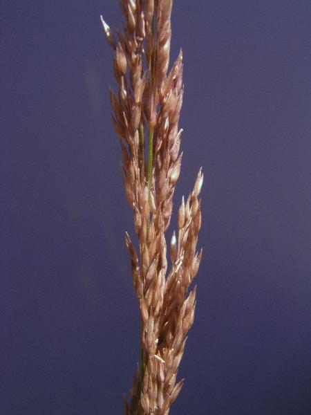 Photo of Agrostis pallens by Hans  Roemer