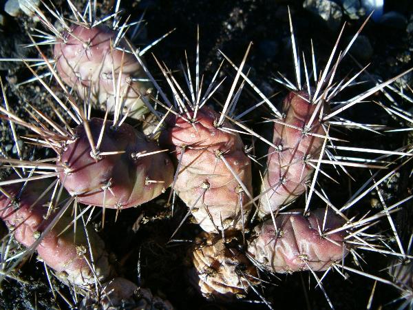 Photo of Opuntia fragilis by Kevin Newell