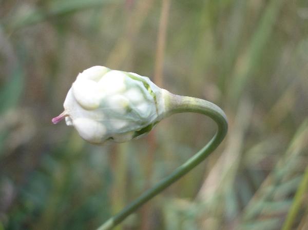 Photo of Allium cernuum by <a href="http://www.cicerosings.blogspot.com">Eileen Brown</a>