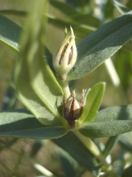 Photo of Lithospermum ruderale by <a href="http://www.cicerosings.blogspot.com">Eileen Brown</a>