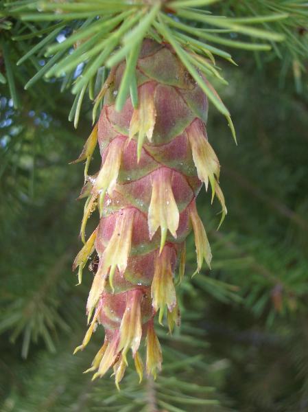 Photo of Pseudotsuga menziesii by <a href="http://www.cicerosings.blogspot.com">Eileen Brown</a>