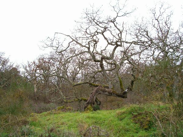 Photo of Quercus garryana by Kevin Newell