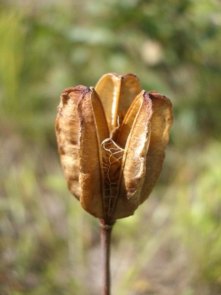 Photo of Lilium columbianum by <a href="http://www.cicerosings.blogspot.com">Eileen Brown</a>