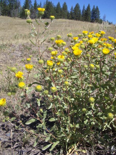 Photo of Grindelia squarrosa by <a href="http://www.cicerosings.blogspot.com">Eileen Brown</a>