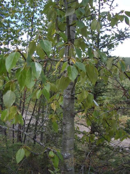 Photo of Populus trichocarpa by <a href="http://www.cicerosings.blogspot.com">Eileen Brown</a>