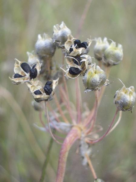 Photo of Allium cernuum by <a href="http://www.cicerosings.blogspot.com">Eileen Brown</a>