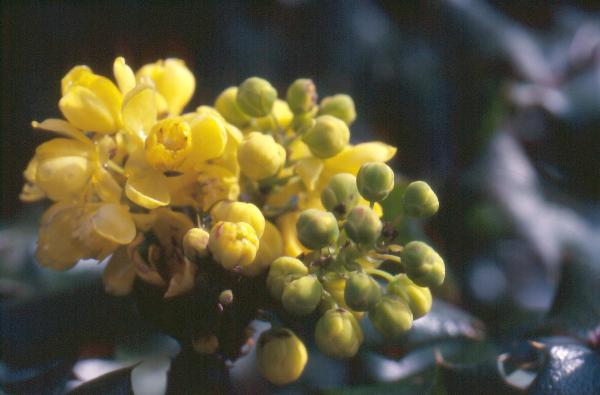 Photo of Berberis aquifolium by Gabor Halasz