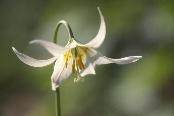Photo of Erythronium oregonum ssp. oregonum by Gabor Halasz