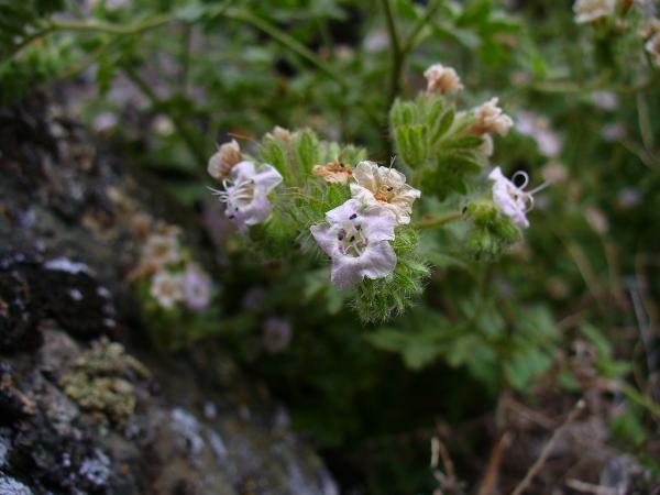 Photo of Phacelia ramosissima by  BC Government (Jenifer Penny)