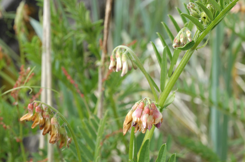 Photo of Vicia nigricans var. gigantea by <a href="http://www.jerichostewardshipgroup.ca">Dawn Hanna</a>