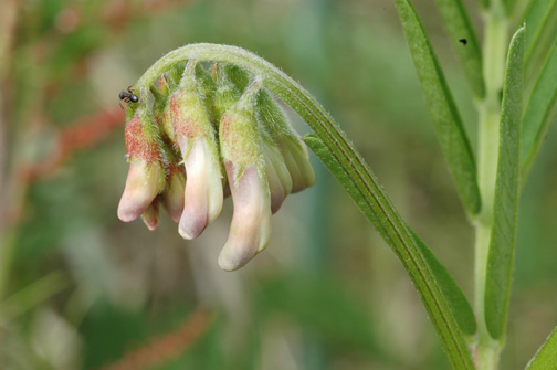 Photo of Vicia nigricans var. gigantea by <a href="http://www.jerichostewardshipgroup.ca">Dawn Hanna</a>