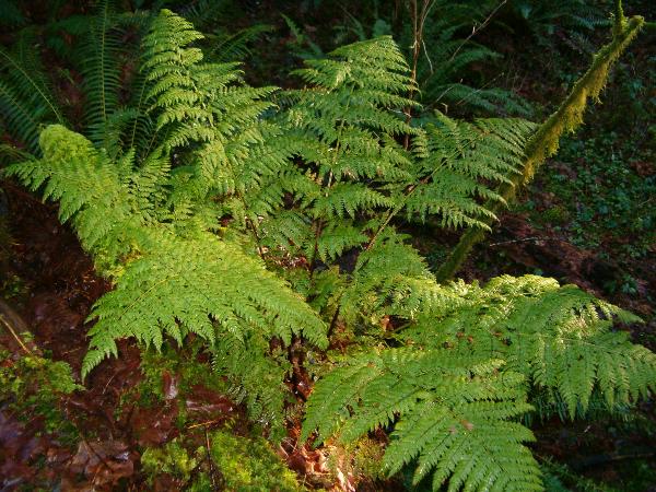 Photo of Dryopteris expansa by Kevin Newell