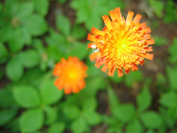 Photo of Pilosella aurantiaca by <a href="http://www.jerichostewardshipgroup.ca">Dawn Hanna</a>
