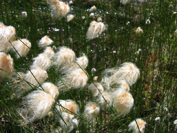 Photo of Eriophorum chamissonis by <a href="http://www.jerichostewardshipgroup.ca">Dawn Hanna</a>