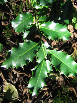 Photo of Ilex aquifolium by <a href="http://www.jerichostewardshipgroup.ca">Dawn Hanna</a>