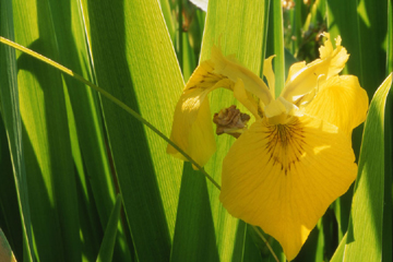 Photo of Iris pseudacorus by <a href="http://www.jerichostewardshipgroup.ca">Dawn Hanna</a>