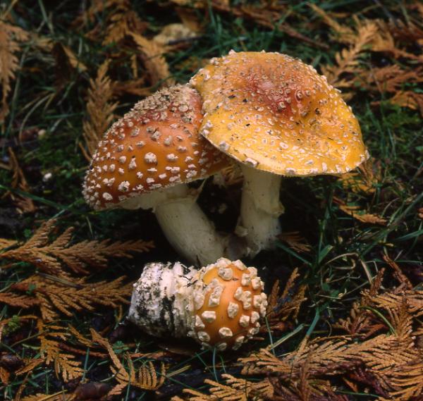 Photo of Amanita muscaria group by Rod Innes