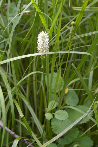 Photo of Sanguisorba canadensis by Ryan Durand