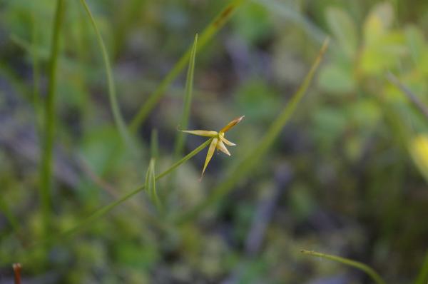 Photo of Carex pauciflora by Ryan Durand