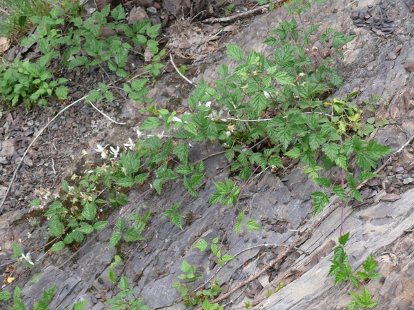Photo of Rubus ursinus ssp. macropetalus by Jeanne Ross