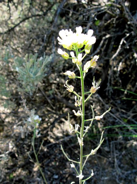 Photo of Sandbergia whitedii by Adolf Ceska