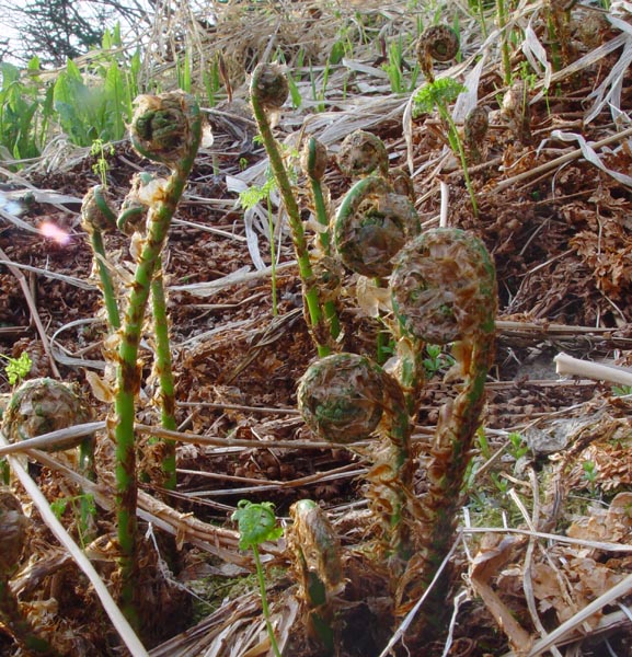 Photo of Dryopteris expansa by <a href="http://www.cdhs.us">Alfred Cook</a>