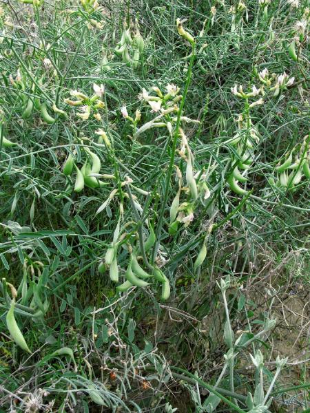 Photo of Astragalus sclerocarpus by Adolf Ceska