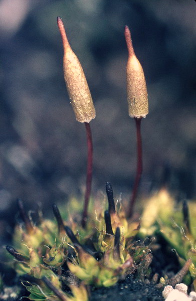 Photo of Encalypta ciliata by Adolf Ceska