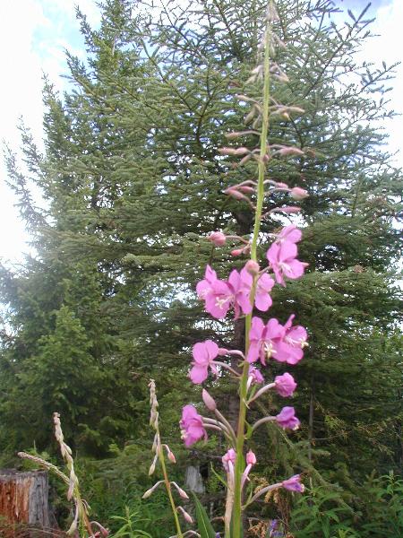 Photo of Chamaenerion angustifolium by <a href="http://www.forestry.ubc.ca/resfor/afrf/">Alex Fraser Research Forest</a>