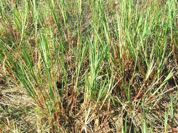 Photo of Carex aquatilis by <a href="http://www.forestry.ubc.ca/resfor/afrf/">Alex Fraser Research Forest</a>