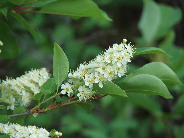 Photo of Prunus virginiana ssp. melanocarpa by <a href="http://www.forestry.ubc.ca/resfor/afrf/">Alex Fraser Research Forest</a>