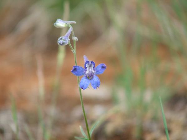 Photo of Delphinium nuttallianum by <a href="http://www.forestry.ubc.ca/resfor/afrf/">Alex Fraser Research Forest</a>