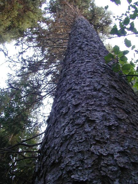 Photo of Picea x albertiana by <a href="http://www.forestry.ubc.ca/resfor/afrf/">Alex Fraser Research Forest</a>