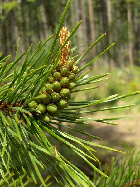 Photo of Pinus contorta var. latifolia by <a href="http://www.forestry.ubc.ca/resfor/afrf/">Alex Fraser Research Forest</a>