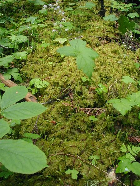 Photo of Hylocomium splendens by <a href="http://www.forestry.ubc.ca/resfor/afrf/">Alex Fraser Research Forest</a>