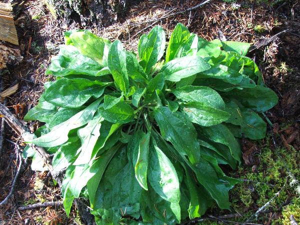 Photo of Cynoglossum officinale by <a href="http://www.forestry.ubc.ca/resfor/afrf/">Alex Fraser Research Forest</a>