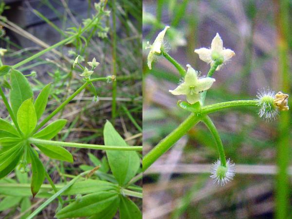 Photo of Galium triflorum by <a href="http://www.cdhs.us">Alfred Cook</a>