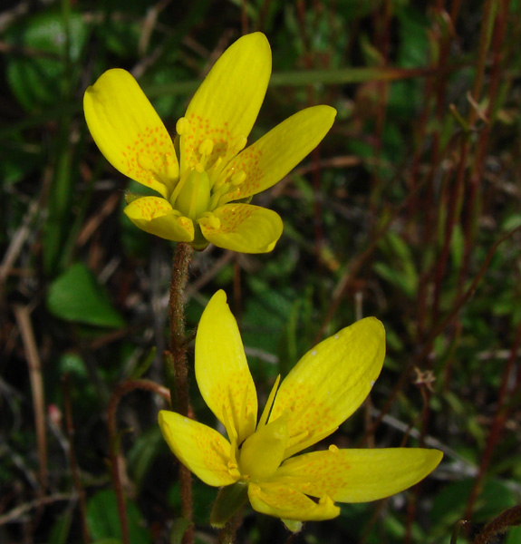 Photo of Saxifraga hirculus by <a href="http://www.cdhs.us">Alfred Cook</a>