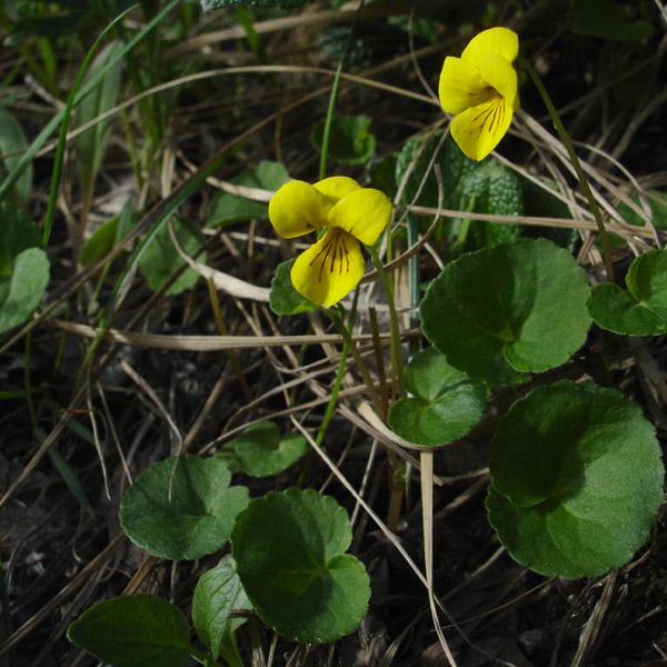 Photo of Viola biflora by <a href="http://www.cdhs.us">Alfred Cook</a>