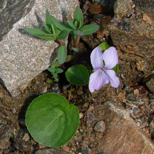 Photo of Viola epipsila by <a href="http://www.cdhs.us">Alfred Cook</a>