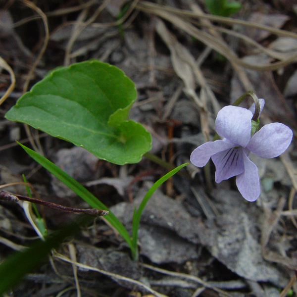 Photo of Viola epipsila by <a href="http://www.cdhs.us">Alfred Cook</a>